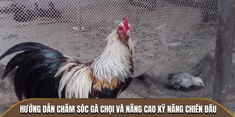 Hướng dẫn chăm sóc gà chọi và nâng cao kỹ năng chiến đấu