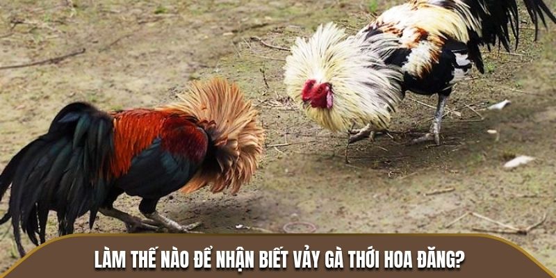 Làm thế nào để nhận biết vảy gà thới hoa đăng?