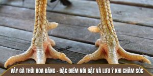 Vảy gà thới hoa đăng