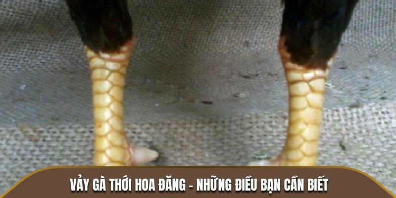 Vảy gà thới hoa đăng - Những điều bạn cần biết