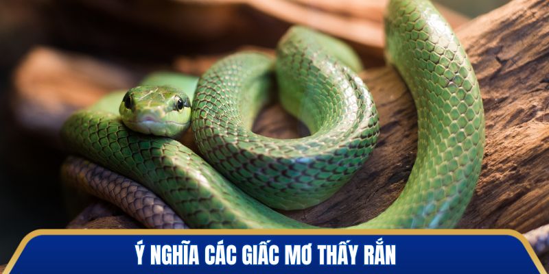 Bật mí ý nghĩa đặc biệt của loài rắn trong giấc mơ