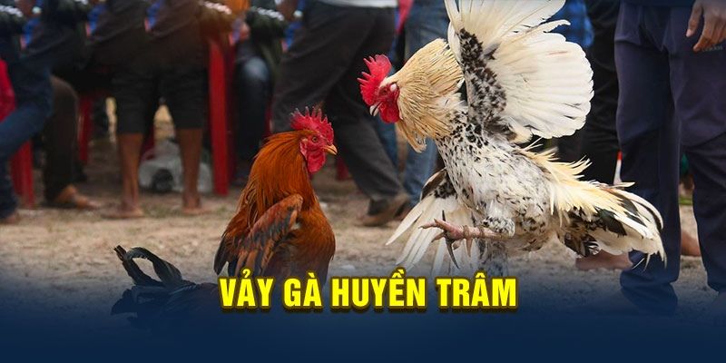 Bật mí cách chăm sóc kê có vảy gà huyền trâm chuẩn